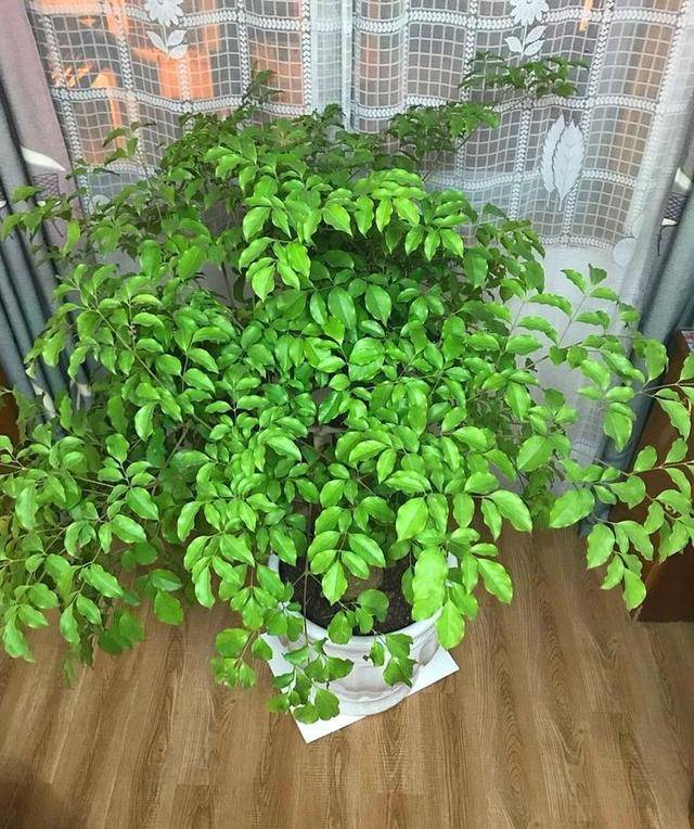 原创养幸福树3个小动作很关键,叶子茂密四季常绿,大型盆景真气派