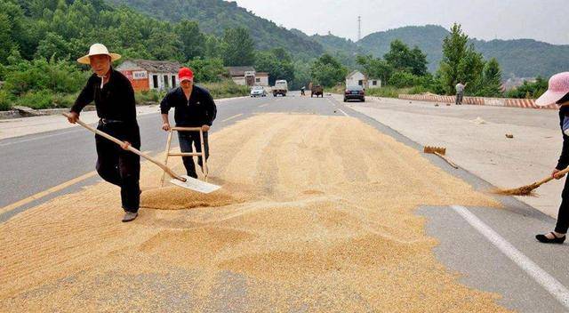 农民在道路上晒小麦,小麦被重型车辆碾碎,他们有权阻挡车辆吗?