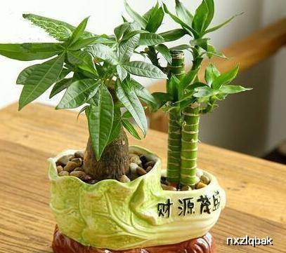 发财树能在客厅养吗 4f7566cd82874027a9606708f6a52dcf.jpeg