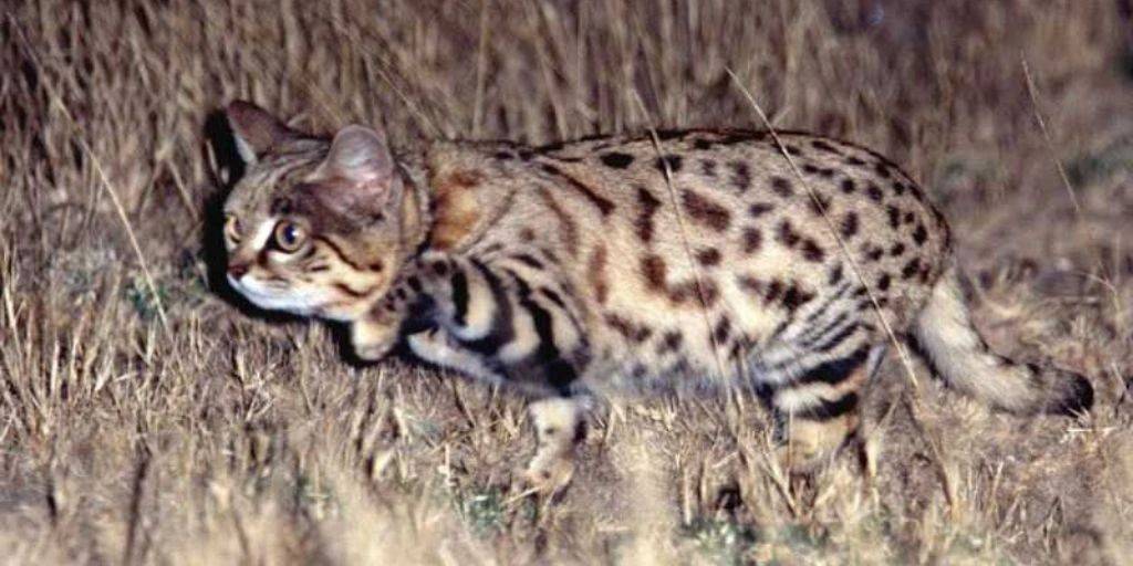 原创世界上"最致命"的猫科动物:绰号"蚁虎",捕猎成功率不输狮子