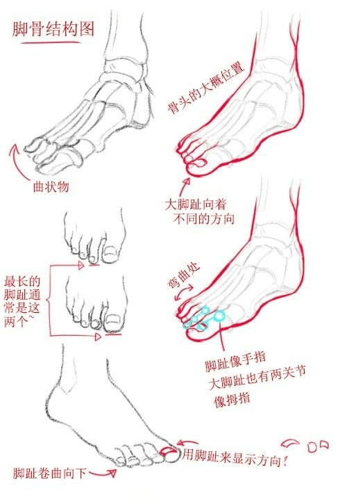 足控腿控看这里简单的图文教学教你画性感的足