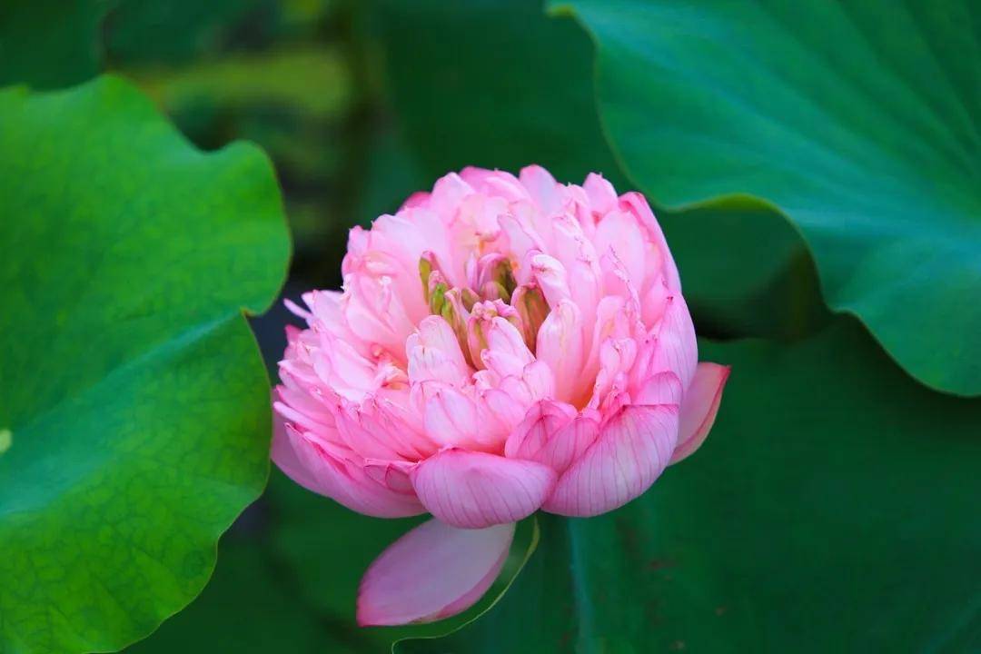 停云小镇莲花基地 九品香水莲原产于台湾 花朵硕大,花色鲜艳美丽 有金