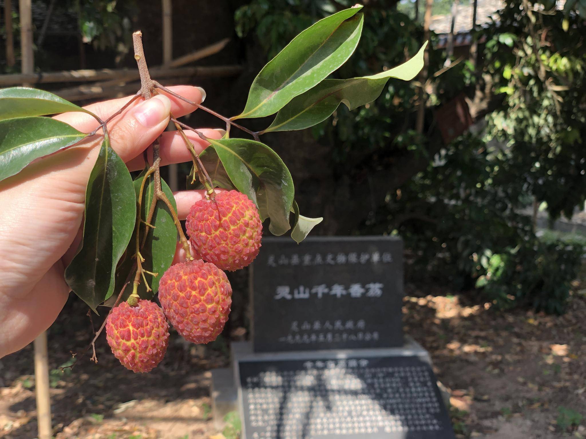 "相约广西 分享美荔"广西荔枝媒体采风活动走进灵山