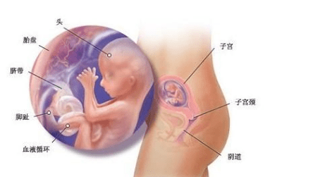 怀孕四个月胎儿是什么样的呢?看了就知道