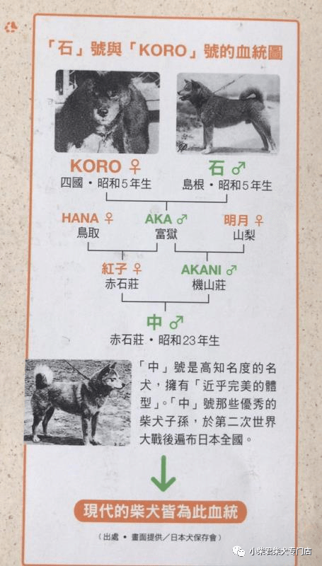 血統(tǒng)|為什么柴犬是日本天然紀(jì)念物