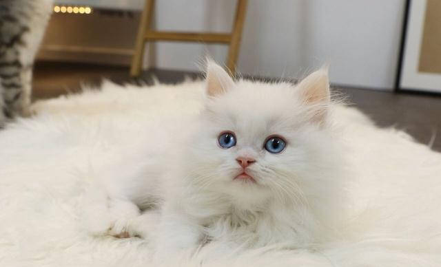 怎么挑选干净的猫草 586cd9532d5042d8b2d9c1d9c4ff84c8.jpeg