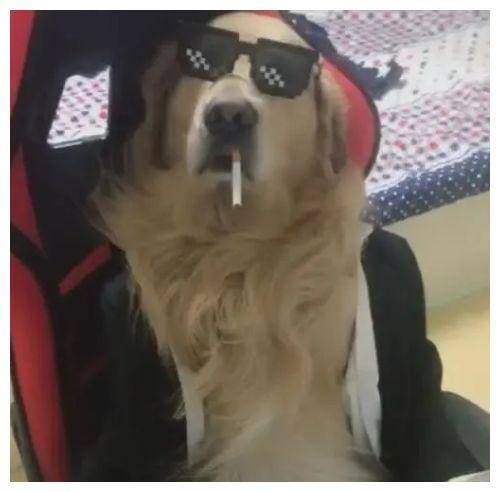 狗狗坐电脑前装大爷,戴着墨镜又叼着烟,狗界的大佬!