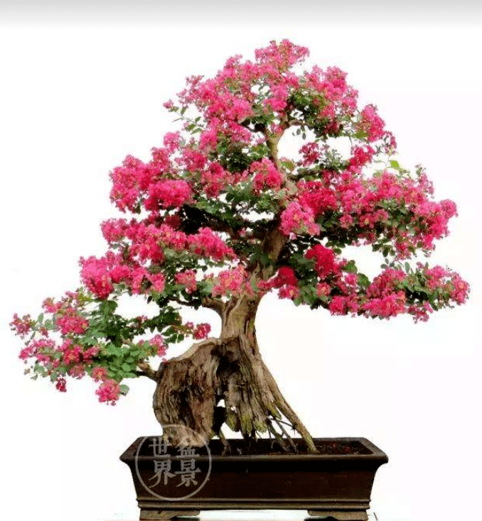 精品三角梅老桩盆栽盆景 cffc73faf1724917b05abcb13b4f668b.png