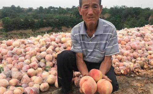 80万斤成熟，60万斤等待采摘，低至两毛1斤，有果农倒池塘喂鱼