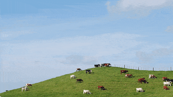 壁纸 草原 桌面 560_315 gif 动态图 动图