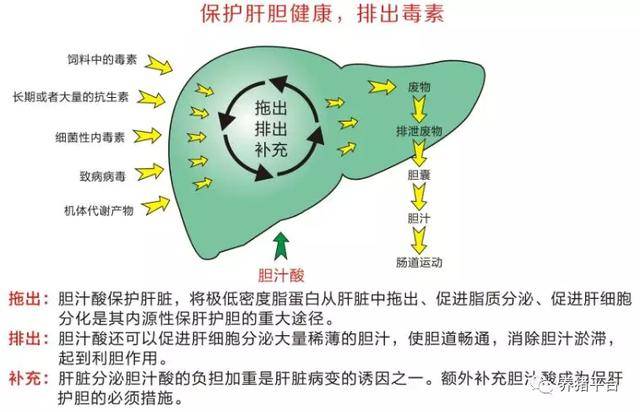 原来母猪"肝"净 之后,好处有这么多!_肝脏