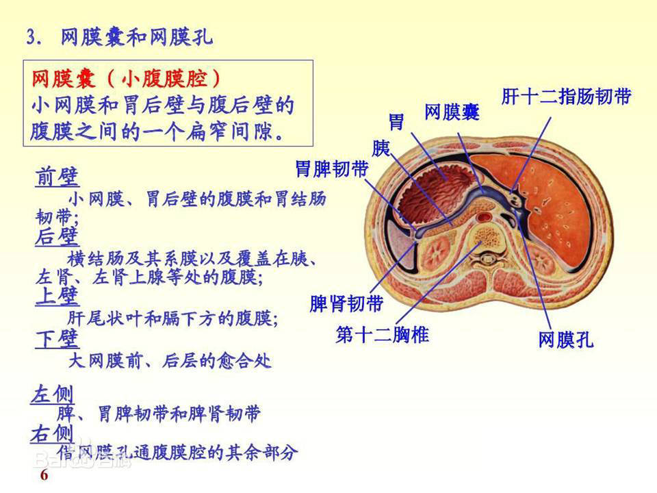 解剖腹膜及腹膜腔经典讲解汇总
