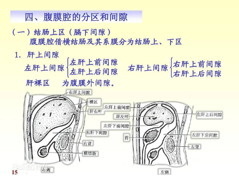 解剖腹膜及腹膜腔经典讲解汇总