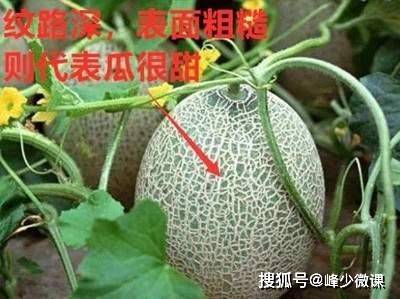 什么水果最好摆地摊 8aafe2ffb0954f87ad1f326837c5a1ac.jpeg