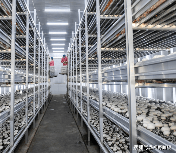 嵩县食用菌种植工厂化产业升级助农富