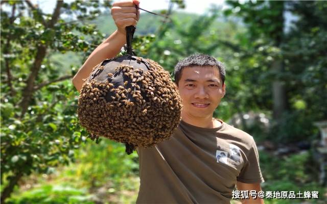 如何诱到第一桶蜂老蜂农倾囊相授不容错过的零基础诱蜂教学