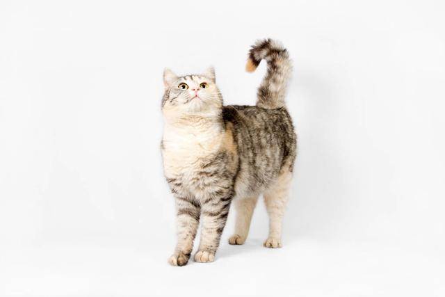 为什么有的猫尾巴是弯的 25cccf2b798e43b7a36278bb588ec80a.jpeg