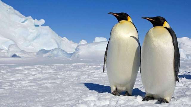 为什么北极没有企鹅,而南极没有北极熊?