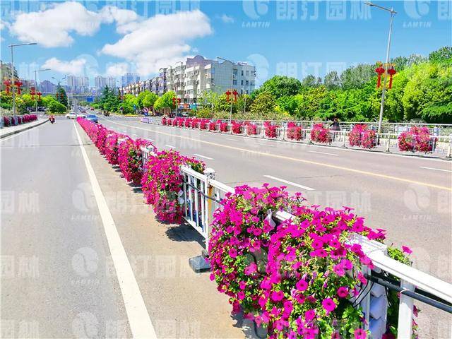 盐城-护栏挂花