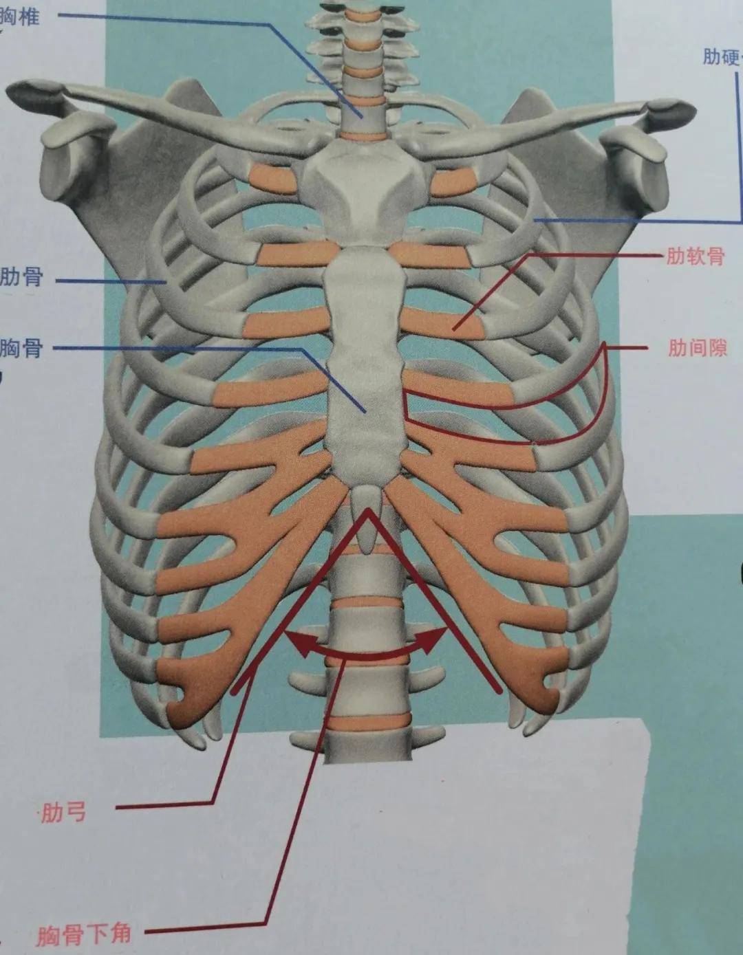 为什么肋骨骨折CT扫描一定要做三维成像_显示