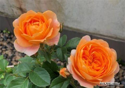 月季怎么浇水才能不烂根 a24d807790ed4aba860cb36550c2a95d.jpeg