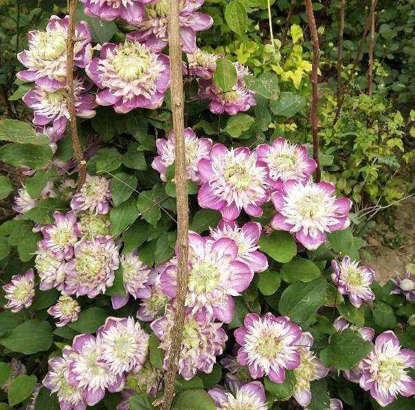 可以爬窗户的花 50ec5ca2b3934b6bb23f89218595ac14.jpeg