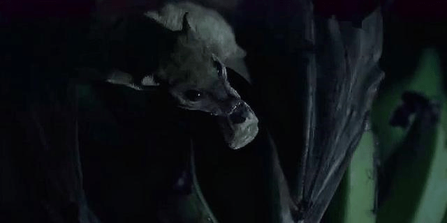 蝙蝠电影 来自搜狐网