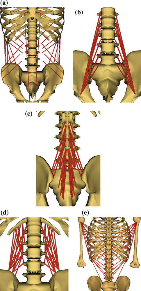 腰椎肌骨模型(图片来源:[4])