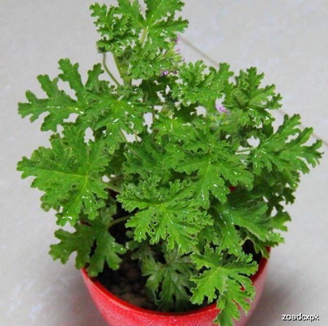 现在能种香吗 e5c61f4ccb9e45c49374deea455e000a.jpeg