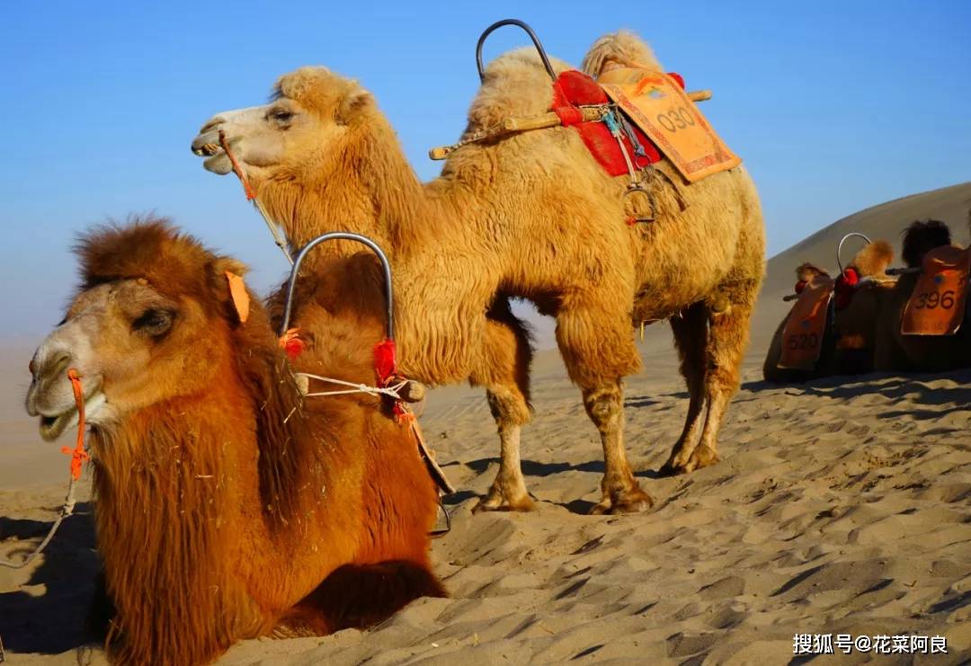 独自西行 , 行走于兰州丝绸之路 — 敦煌鸣沙山,沙漠骆驼月牙泉