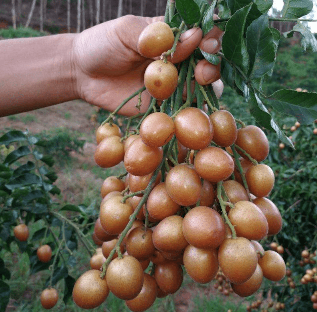 黄皮是哪个季节的 9d65e9d170514de5ae5b2709834beba0.png