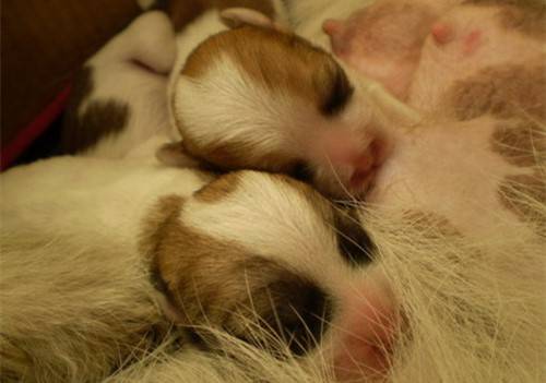 怎么看小狗狗有没有感冒 a8752dd10b024619a7376caee59fe9f3.jpeg