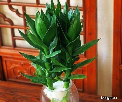 富贵竹怎么养才不会烂根 bcdc0b3c851c4f22a28848d474bce0fa.jpeg