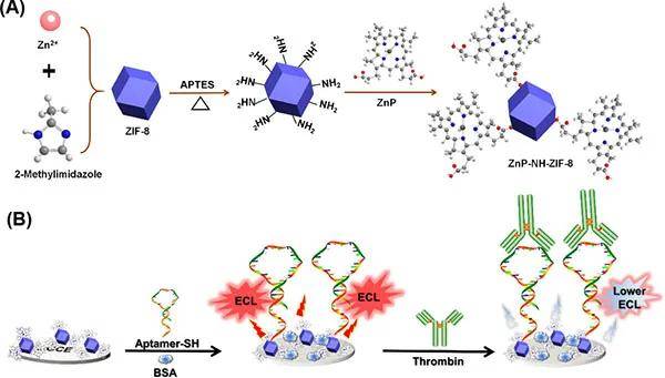 浙江师大本科生:基于zif-8构建超灵敏无标签电致化学发光传感器