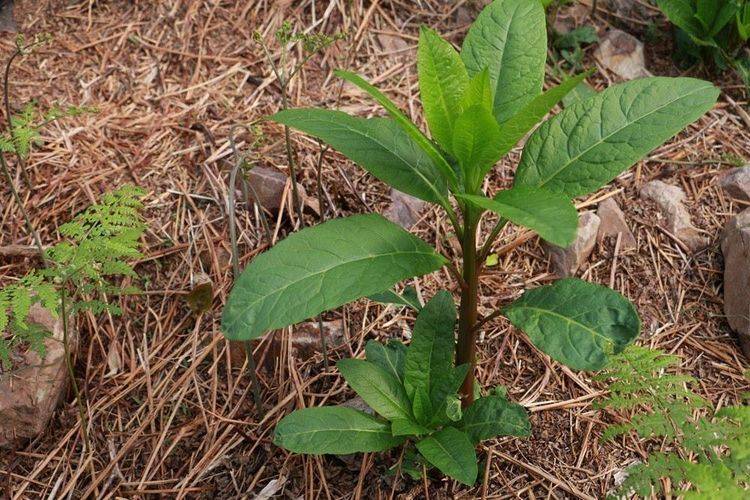 农村常见的植物商陆有什么作用