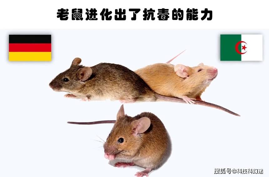 老鼠有什么品种是保护动物 75c66e51ca314c639c1012662c2e1931.jpeg