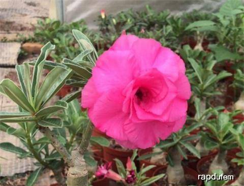 种玫瑰花怎么浇水 d5e60c65b1404280873b4eefe1b66534.jpeg