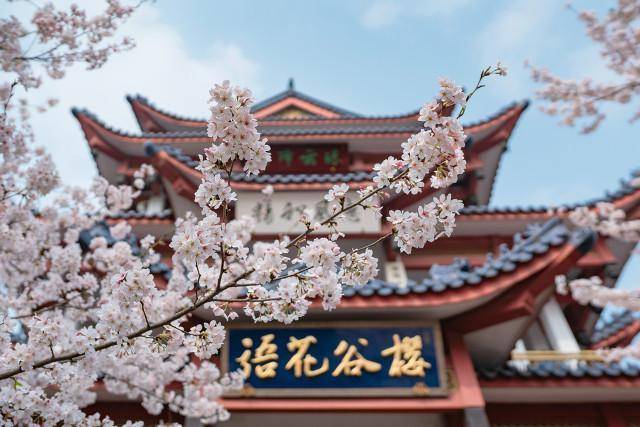 无锡|鼋头渚风景区,赏樱花看兰花,还有太湖仙岛似蓬莱_主要景点