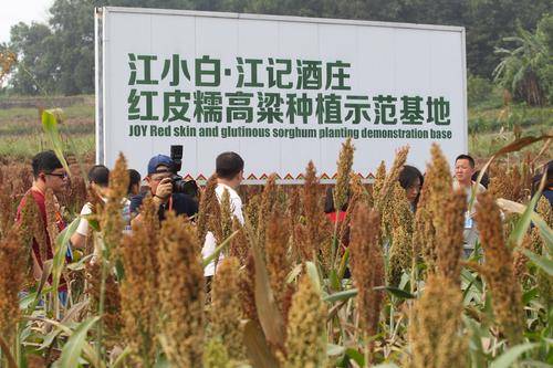 江记农庄红皮糯高粱种植示范基地.