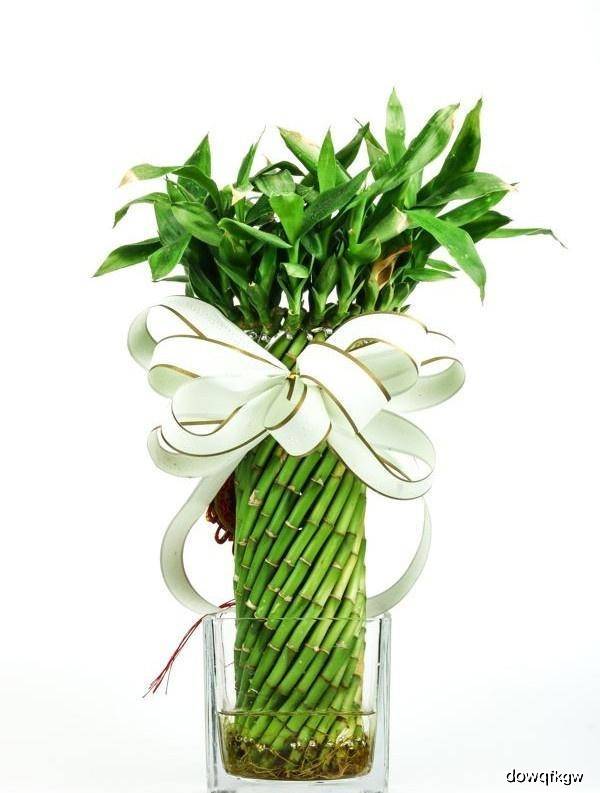 富贵竹几个月都没生根 31f386b8c86e46c89780757dcd00cdc2.jpeg