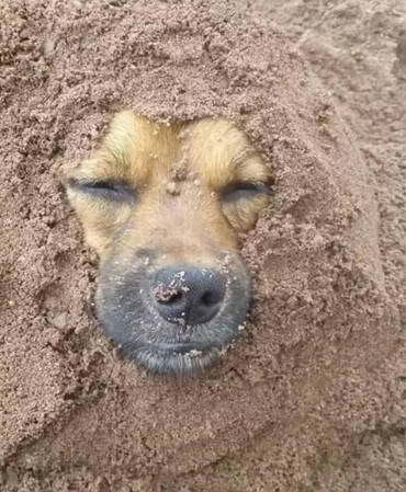 成语什么埋土狗_小土狗