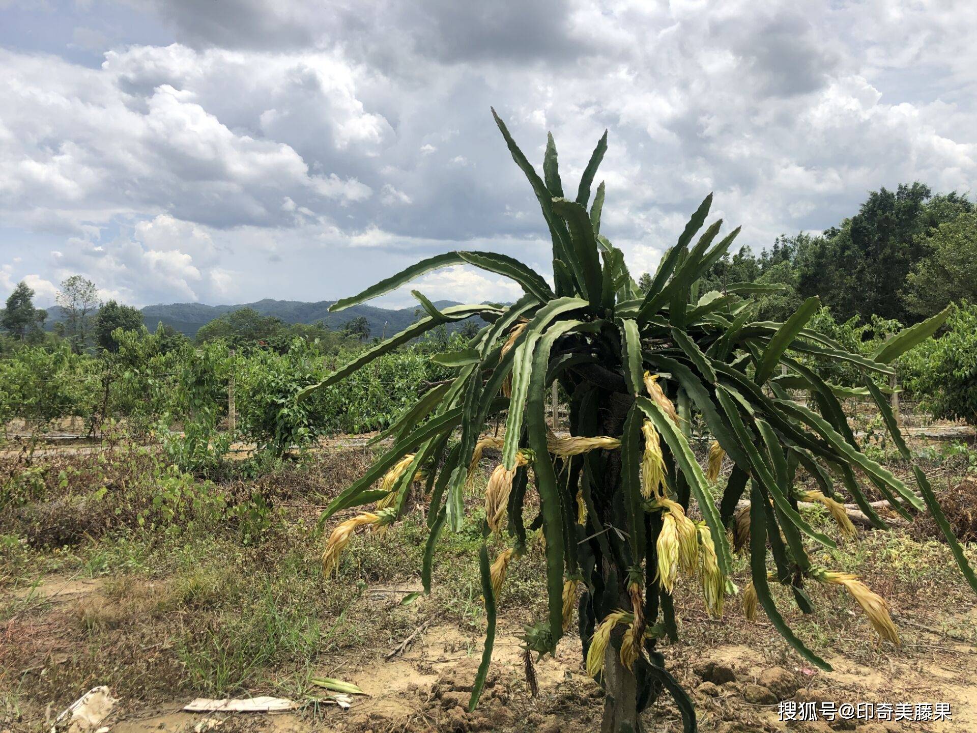 种植人口地_世界人口老龄化地图片(2)