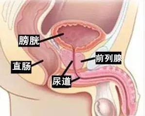 前列腺解剖图