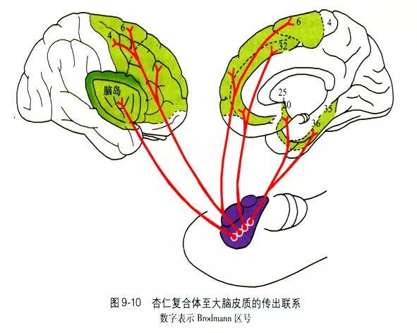 回顾历史67知晓精神外科的基本原理及靶点设计原则