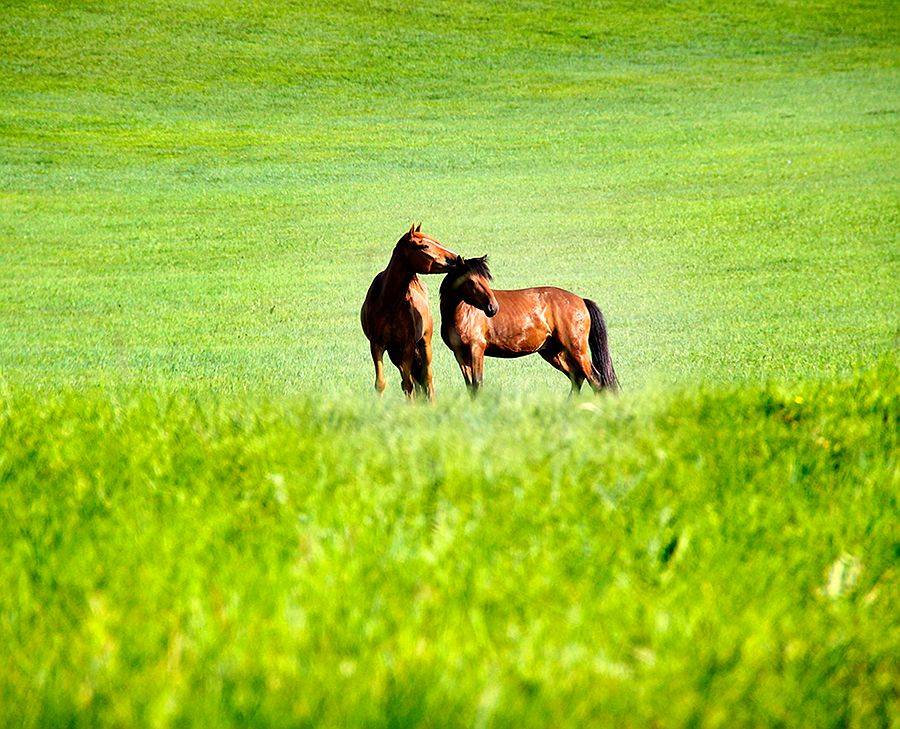蒙古马是草原上机智顽强,善良勇敢的生灵,它们是游牧民真诚的伙伴.