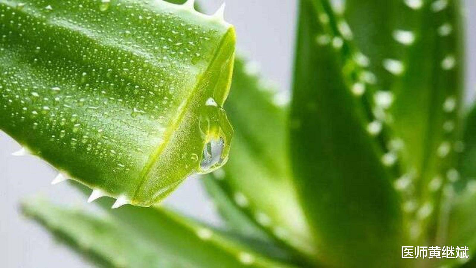 夏季喝什么美容消痘？除了蜂蜜柠檬水，还有两大选择