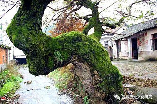 『枫树』梅雨季节最宜人，泾县孤峰油布伞