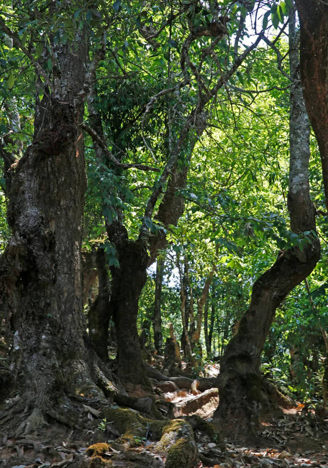 滑竹梁子只缘身在此山中上