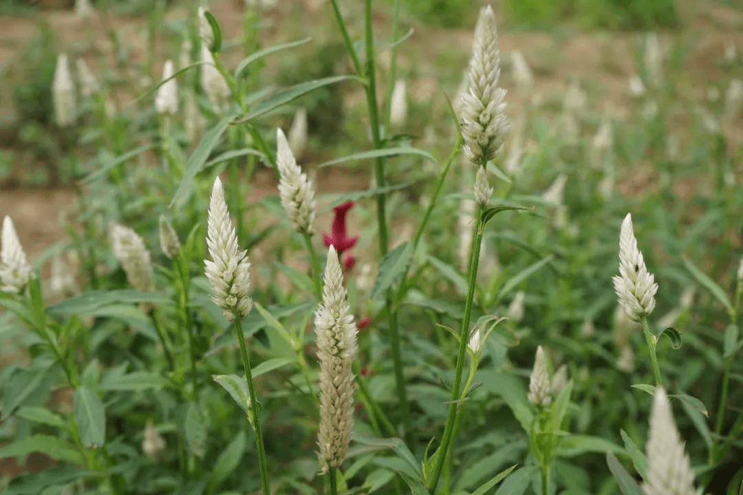 青葙子(青葙celosia argentea)