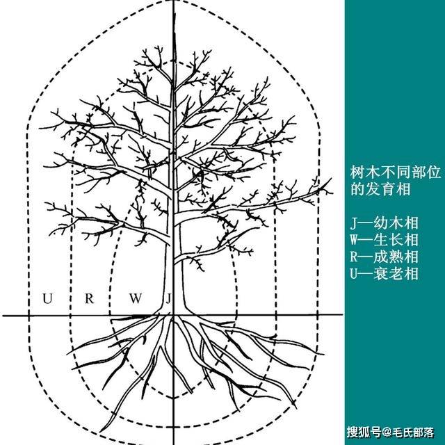 不同阶段和生长部位树体发育成熟度不同,从中心到外围划分成不同的